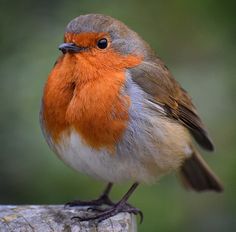 a small bird sitting on top of a piece of wood with an orange and gray head