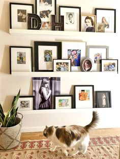 a cat is walking in front of a wall with many pictures and frames on it