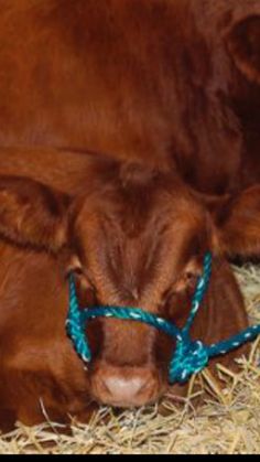 a brown cow laying on top of dry grass covered in blue rope tied around it's neck