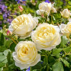 white roses blooming in a garden with blue and purple flowers behind them on a sunny day