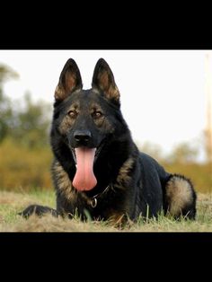 a large black and brown dog laying in the grass