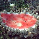 a watermelon that is laying on the ground