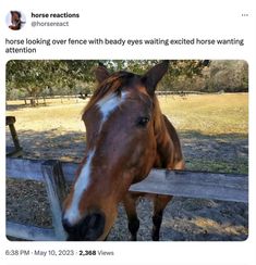 a horse standing next to a wooden fence looking over it's head and nose