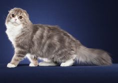 a gray and white cat sitting on top of a blue floor next to a black background