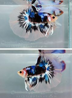 two pictures of different types of fish in a glass tank, one is blue and the other is white