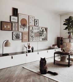 a black cat sitting on top of a rug in front of a wall filled with pictures