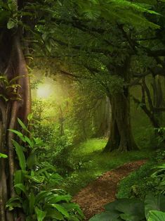 a path in the middle of a lush green forest