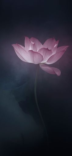 a large pink flower is in the dark