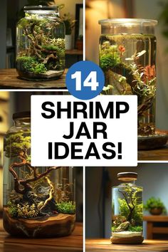 there are four different types of glass jars with plants in them and the words shrimp jar ideas below