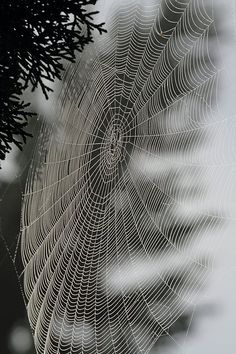 a spider web hanging from the side of a tree