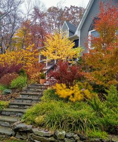 a house in the fall with lots of colorful trees and plants on the front lawn