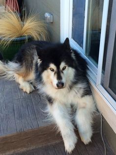 a black and white dog laying on the porch next to a sliding glass door looking out