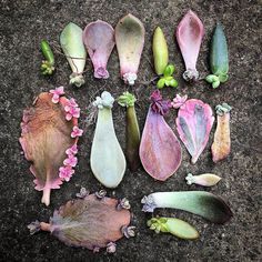 several different types of flowers are arranged on the ground with leaves and buds growing out of them