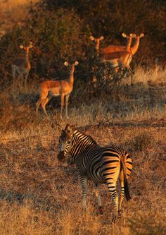 a zebra standing in the middle of a field with deer behind it and another animal on the other side