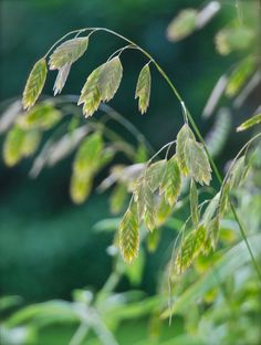 some green and yellow leaves are in the foreground