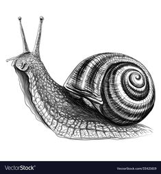 a black and white drawing of a snail