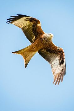 a large bird flying through the air on a sunny day