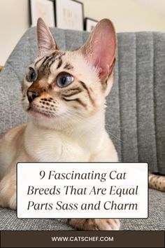 a cat sitting on top of a couch with the caption saying 9 fascinating cat breeds that are equal parts sass and charm