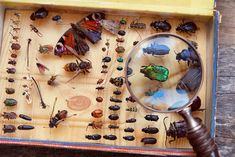 an insect collection in a box with a magnifying glass on the bottom and lots of bugs around it