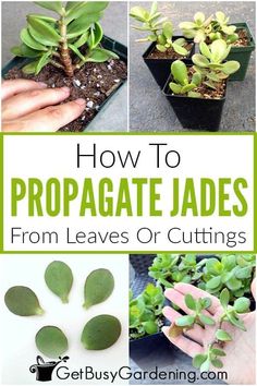 how to propagate jades from leaves or cuttings - get busy gardening