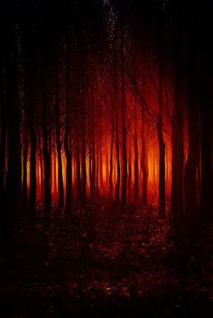 a forest filled with lots of trees covered in red and yellow fire lights at night