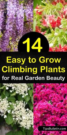 Climbing Potted Plants, Garden Vines Trellis Climbing Flowers, Lattice With Vines, Front Of House Climbing Plants, Vines On Lattice, Climbing Full Sun Plants, Vines To Grow On Fence, Flowering Climbing Plants, Vine Plants Outdoor Climbing Full Sun