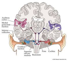 the structure of the human brain and its major functions, including the cerebratorys