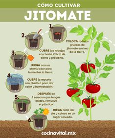 the diagram shows how to grow tomatoes and other vegetables in pots with instructions for growing them