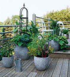 several potted plants on a wooden deck