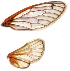 two wings of a butterfly on a white background