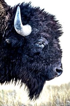 an image of a bison with horns in the wild