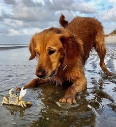 a brown dog playing in the water at the beach with a white starfish on it's side