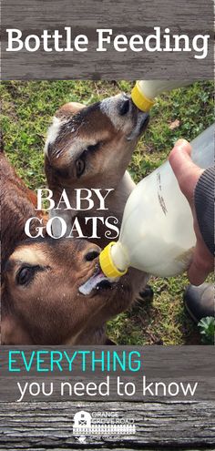 a baby goat drinking milk from a bottle with the caption saying, bottle feeding baby goats everything you need to know