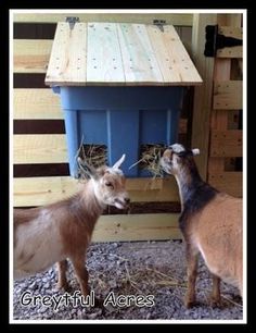 two goats standing next to each other in front of a blue birdhouse with hay