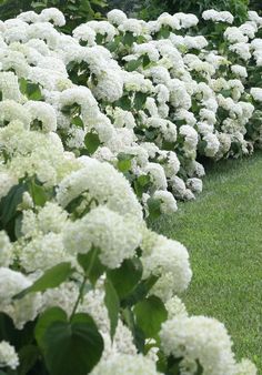 many white flowers are growing in the grass