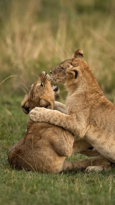 two lions playing with each other in the grass