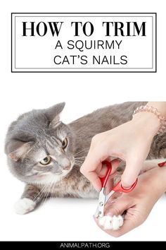 a cat is being petted by a person with red scissors and the caption reads how to trim a squmy cat's nails