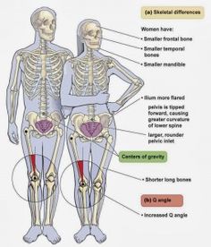 an image of the human skeleton with labels on it's bones and their major functions