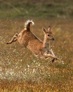 a deer jumping in the air with it's front legs spread out