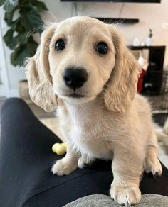 a small dog sitting on top of a couch