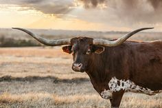 a cow with long horns standing in a field