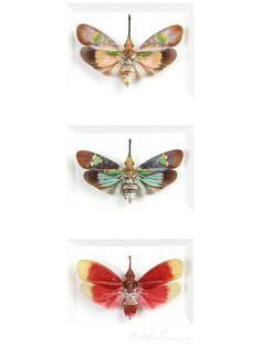 four different types of moths on white background with text below them that reads,'the most beautiful insects in the world '