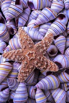 a starfish is surrounded by sea shells