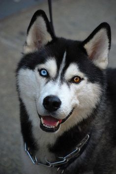 a close up of a dog with blue eyes and a leash around it's neck