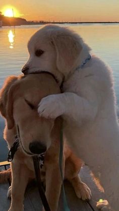 two dogs on a dock playing with each other