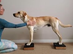 a woman kneeling down petting a dog on top of wooden blocks in front of a wall