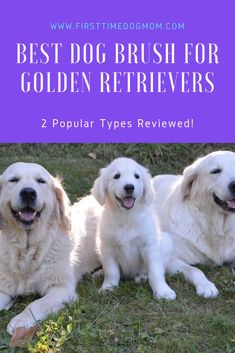 three golden retriever puppies sitting in the grass