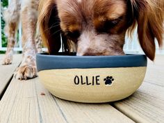 a dog eating food out of a bowl