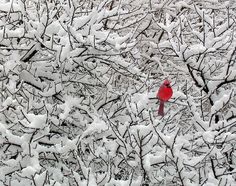 a red bird sitting on top of a tree covered in snow next to some branches