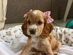 a small dog sitting on top of a blanket